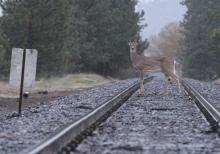 cerf 